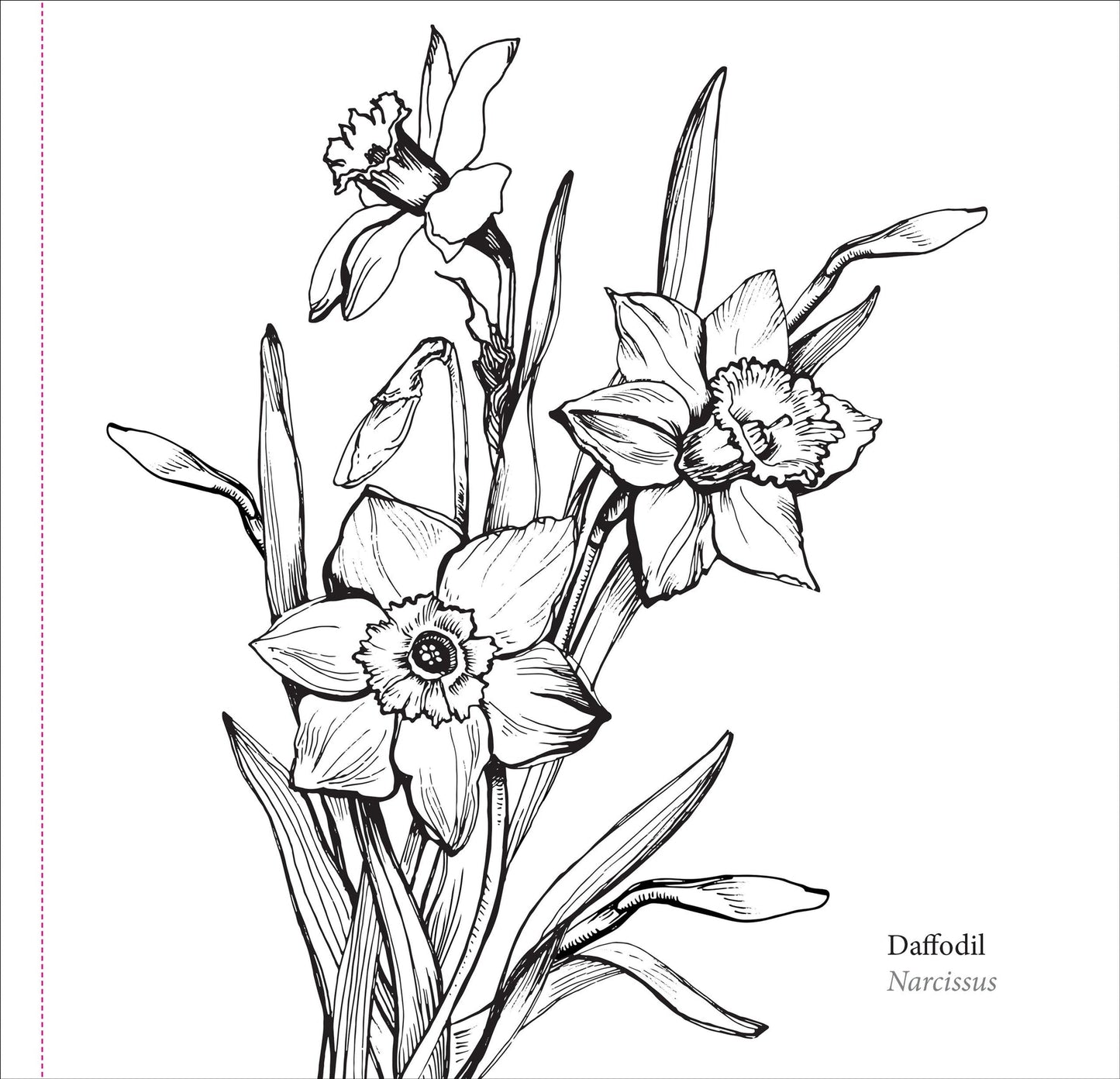 Spring Blooms Artist's Colouring Book