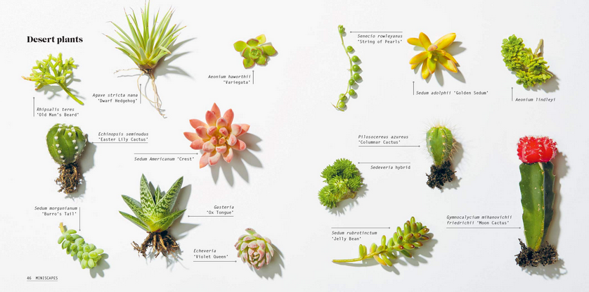 Miniscapes: Create Your Own Terrarium